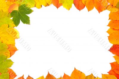 Colorful leaves frame Colorful leaves frame