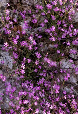 Wild violet flowers on rock