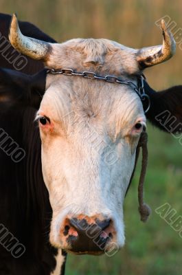 Cow with horns