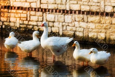 Family of geese