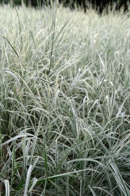 Green and white grass background