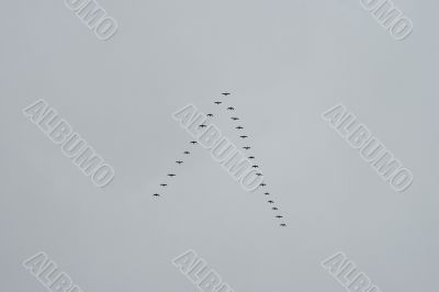 Triangular flock of wild birds