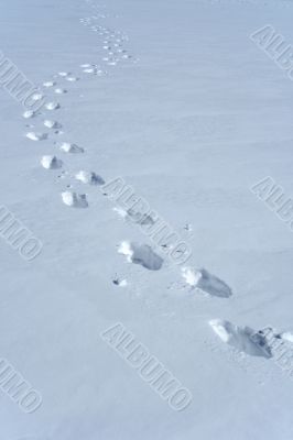 Footprints in the snow