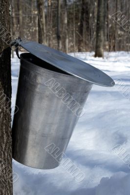 Bucket collecting sap for maple syrup production