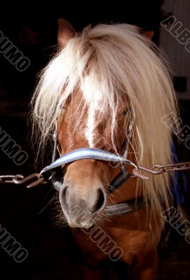 Cute Shetland pony in stable