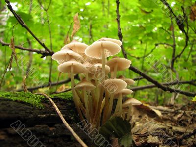 Mushroom family in the sunlight