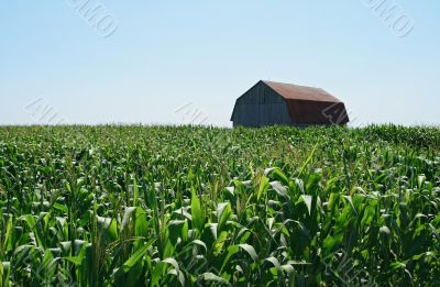 Wooden barn in green cornfield