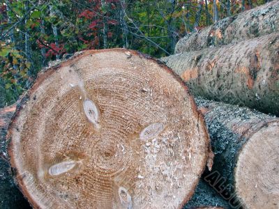 Pile of pine tree logs in the forest