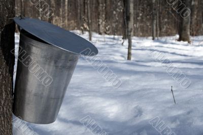 Pail for collecting sap to produce maple syrup