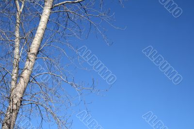 Spring tree and the blue sky