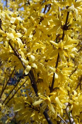 Blooming forsythia bushes in spring