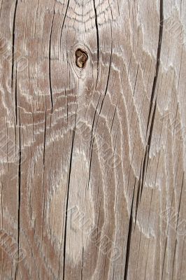 Cracked and knotty wood texture Cracked and knotty wood texture