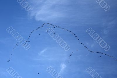 Flock of wild birds in the blue sky