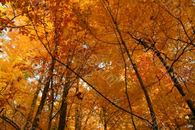 Golden October forest