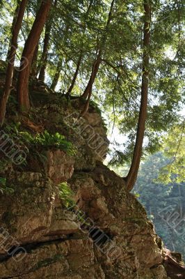 Trees growing on a rocky mountain slope