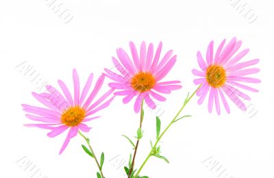 Three magenta gerbera daisies