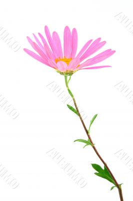 Delicate gerbera daisy