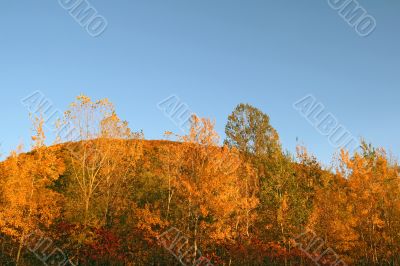 Autumn forest on a hill