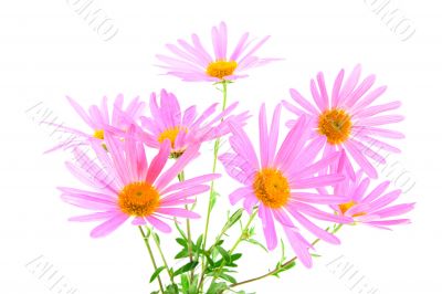 Bouquet of magenta gerbera daisies