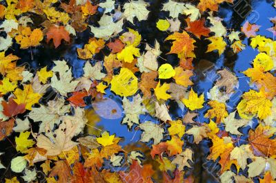 Golden maple leaves on water