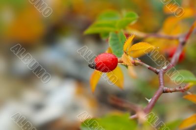 dogrose berry closeup