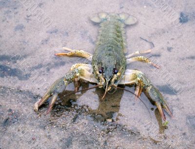Crayfish On The River-Bank
