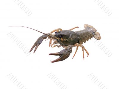 Crawfish on white background