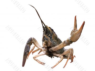 Crayfish With Cocked Hand