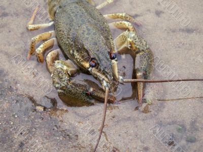 Crayfish On The River-Bank