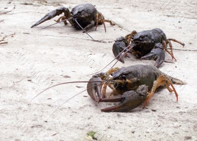 Three crawfishes on lightgray background
