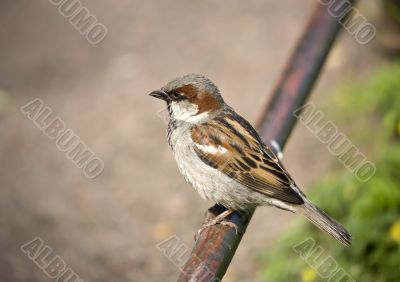 Sparrow on a fencing
