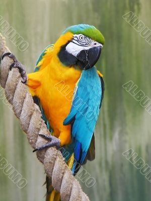 Parrot, Blue-and-gold Macaw