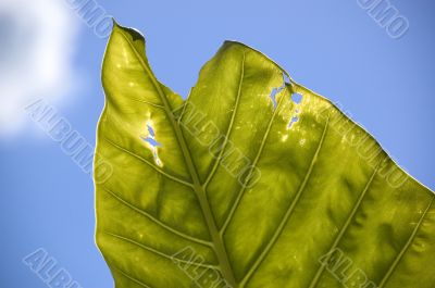 Real leaf