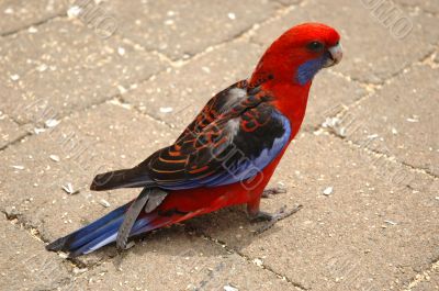 Red and blue parrot. Side view.