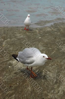 Two sea gulls talking