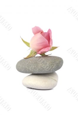 Rose on stones in balance isolated on white