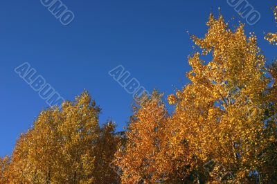 Yellow autumn trees Yellow autumn trees