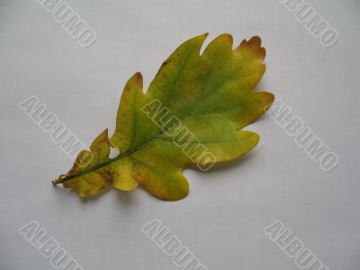 autumn scene: coloured leaves