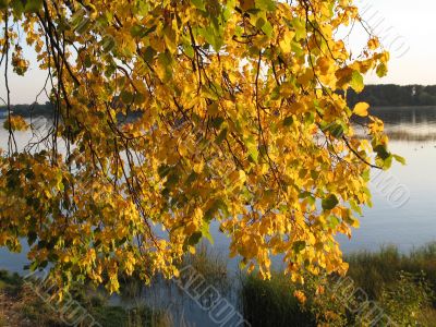 autumn scene: coloured leaves