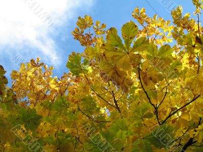 autumn scene: coloured leaves