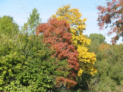 autumn scene: coloured leaves