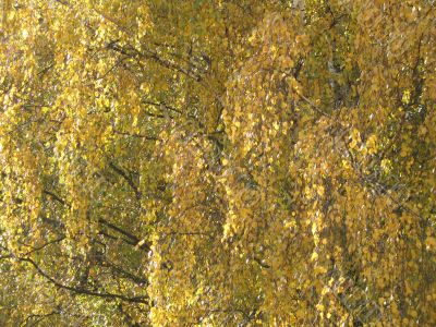 autumn scene: coloured leaves