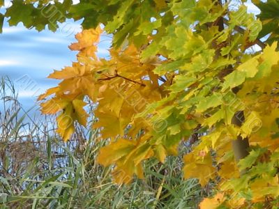 autumn scene: coloured leaves