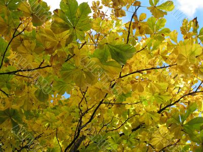 autumn scene: coloured leaves