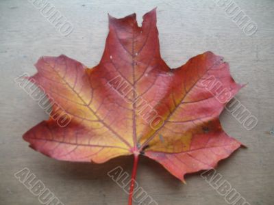 autumn scene: coloured leaves