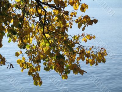 autumn scene: coloured leaves