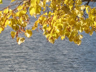 autumn scene: coloured leaves