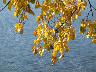 autumn scene: coloured leaves