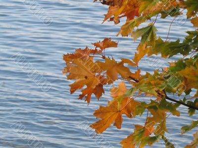 autumn scene: coloured leaves