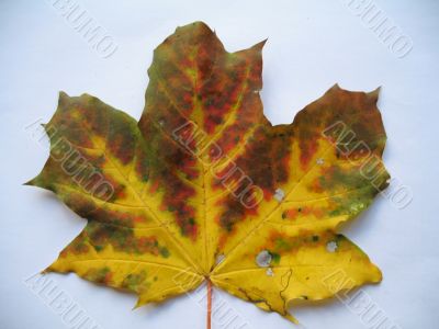 autumn scene: coloured leaves